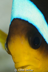 Clown fish up close. by John Miller 